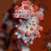 seahorse_pygmy_kbrnr2_v_0133_sul4906.jpg
